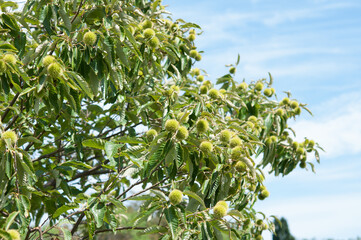 Wall Mural - chestnut with cupule or bur (round spiky balls) on a cloudy blue sky