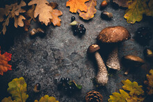 Boletus Mushrooms With Autumn Oak Leaves Over Dark Stone Background. Top View Autumn Background