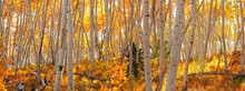 Row Of Colorful Aspen Trees During Autumn Time In Colorado