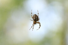 The Spider Sits On A Web And Waits For Prey. Spider On The Hunt. 