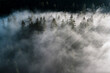 © robertharding - Trees of forest hidden by morning fog at dawn, Dolomites