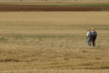 Two old men strolling in the field in a wheat threshing floor