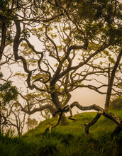 A Twisted Koa Tree In The High-mountain Misty Forests Of Kauai, Hawaii