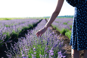 Wall Mural - Young woman touches lavender flowers with her hands on a lavender field. Summer sunny day. Copy space.