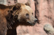 Kamchatka Brown Female Bear Side View Portrait