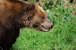 Kamchatka Brown Female Bear Focusing