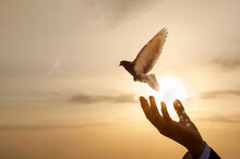 Hand Of A Businessman Releases A Dove Against The Background Of A Sunny Sunset.