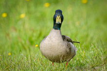 Selective Focus Shot Of Mallard Duck On Green Grass