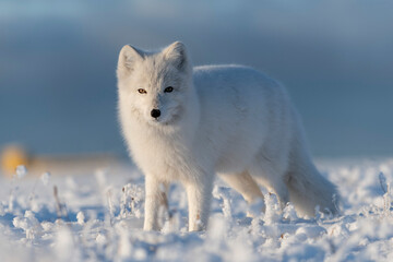 Wall Mural - wild arctic fox (vulpes lagopus) in tundra in winter time. white arctic fox close up.