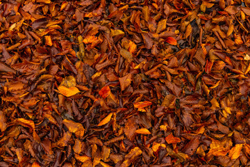 Wall Mural - Fall time of year October vibrant orange color falling leaves in park season background