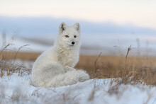 Arctic Fox (Vulpes Lagopus) In Wilde Tundra. Arctic Fox Sitting.