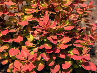 Wall Mural - Berberis vulgaris, also known as common barberry