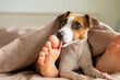 The dog jack russell terrier lies with the mistress on the bed and licks her feet