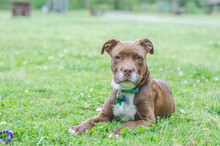 American Staffordshire Terrier Red Nose