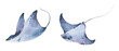 Stingray watercolor collection, Set of sea animals Blue ocean Stingray fish.
