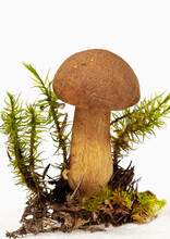 Mushroom Xerocomus With Original Moss On White Background, Isolated, Closeup