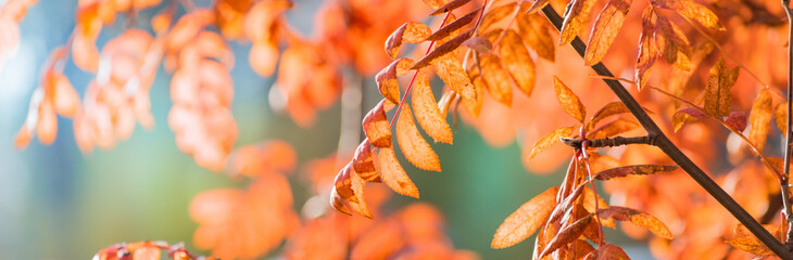 Wall Mural - Beautiful panoramic autumn scenery with colorful leaves and bokeh background