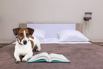 The cute dog lies with an open book