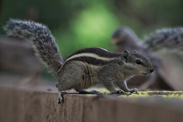 Wall Mural - View of a cute striped squirrel on the stone wall