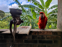 A Macaw Posing Nearby A Manual Mill
 | Una Lapa Roja Posando Cerca De Un Molino Manual