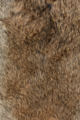 Wall Mural - macro close up of rabbit fur