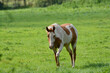 © Kaboodle - horse in a meadow