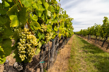 Poster - Grapes yellow muscat in Tokaj region, Unesco site, Hungary