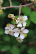 © jimenezar - Blackberry flower (Rubus ulmifolius). Macro photo of flower