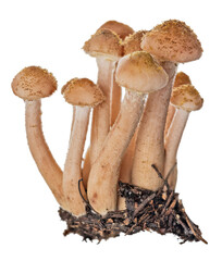 Sticker - group of small light brown honey fungus on white