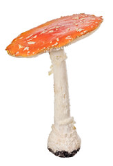 Wall Mural - poisonous orange isolated fly agaric mushroom