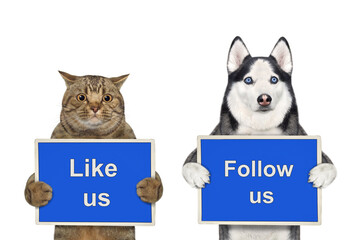 Wall Mural - A dog husky and beige cat are holding blue signs t says Like us and Follow us. White background. Isolated.