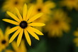 Single rudbeckia flower close up on bokeh yellow rudbeckia flowers background, floral background with bokeh flowers space for text.