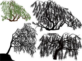 Wall Mural - four weeping willows on white