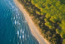 Aerial View Of The Pine Forest That Meets The Sea In The Tuscan Orbetello Lagoon