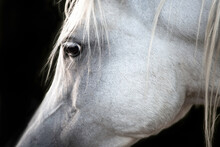 Beautiful White Arabian Horse Close Up. Isolated On A Black Background