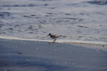 Sandpiper feeding on an Atlantic beach 2. Southern New Jersey beach town. 