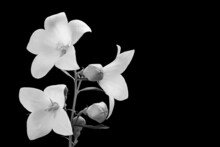 Black And White Chinese Bellflower Flowering Twig. Platycodon Grandiflorus. Romantic Detail Of Delicate Blooms And Buds Of Balloon Flower Plant. Melancholy Still Life. Sad And Death Or Faith And Hope.