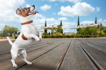 Sticker - Funny cute dog running on a landscape