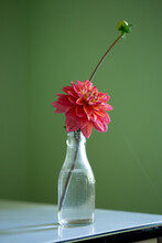 Pink Dahlia Flower In Glass Bottle