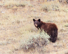 A Cinnamon-colored Black Bear In Wyoming