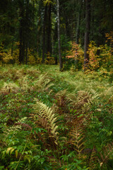 fern leaves close-up in the taiga forest