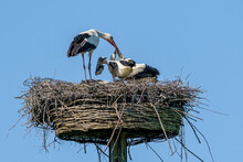 Mother Stork Feeding Chicks On A Nest Against Blue Sky