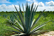 An agave plant in Mexico