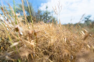 Wall Mural - Wheat flied panorama with blue sky