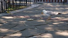 Fat Hungry Seagull Bird Eating Pizza Junk Food In City Park On Sunny Summer Day
