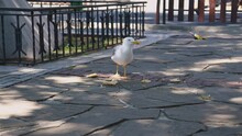 Fat Hungry Seagull Bird Eating Pizza Junk Food Garbage In City Park On Sunny Summer Day