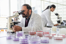 Scientist Looking At Petri Dish Under Microscope In Laboratory
