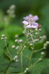 Poster - light pink blooms on a blackberry vine