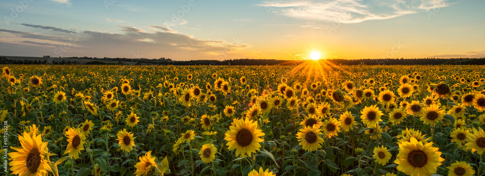 Beautiful sunset over sunflower field Stock Photo | Adobe Stock