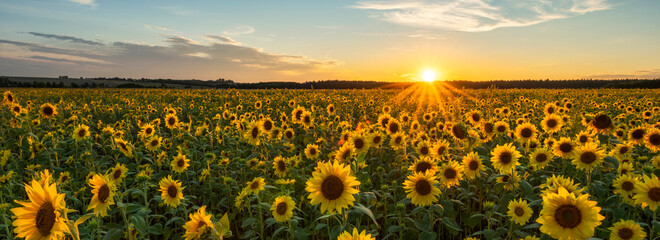 Canvas Print - Beautiful sunset over sunflower field